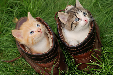 Image showing kittens in high shoes