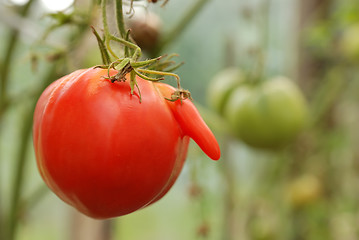 Image showing Single big red tomato