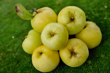 Image showing apples on green grass