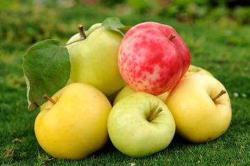 Image showing apples on green grass