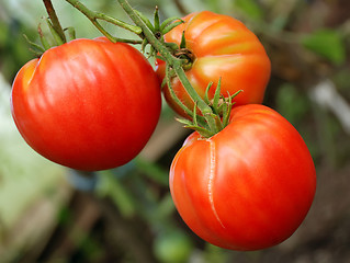 Image showing bunch of big red tomatoes