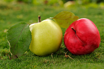 Image showing Pair of apples on green grass outdoors_2