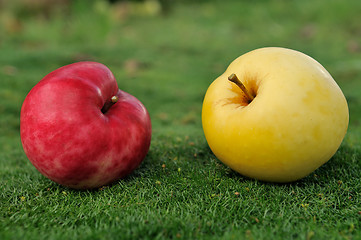 Image showing Pair of apples on green grass outdoors