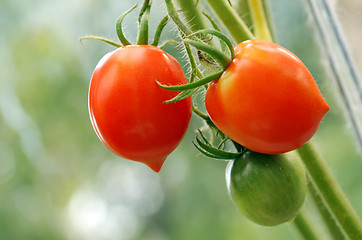 Image showing cluster of tomatoes