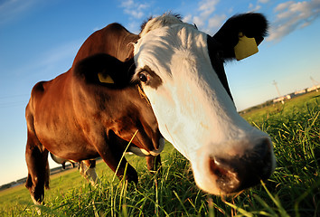 Image showing Curious brown cow