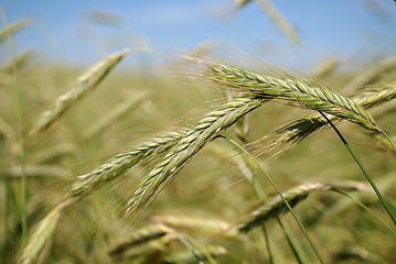 Image showing Rye (wheat) field