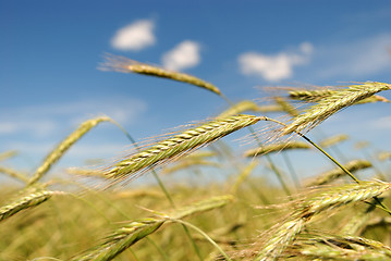 Image showing Rye (wheat) field