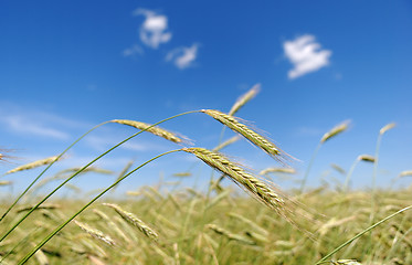 Image showing Rye (wheat) field