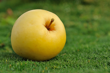 Image showing yellow apple on green grass outdoors