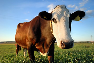 Image showing close-up portrait of brown cow