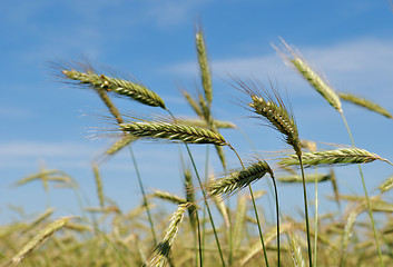 Image showing Ears of rye (wheat)