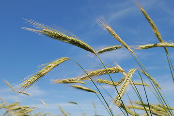 Image showing Ears of rye (wheat)