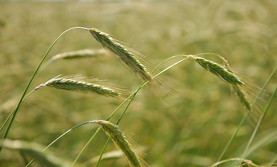 Image showing Ears of rye (wheat)