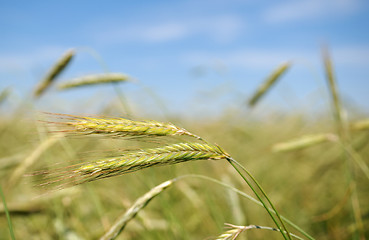 Image showing Ears of rye (wheat)