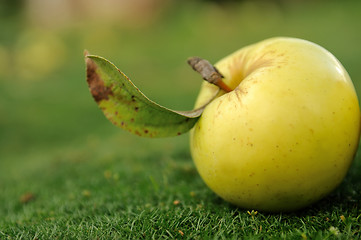 Image showing Yellow apple on green grass