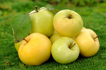 Image showing Heap of apples on green grass_2