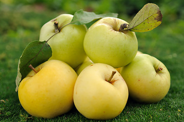 Image showing Heap of apples on green grass