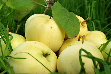 Image showing ripe yellow apples