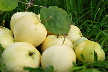 Image showing group of white juice apples