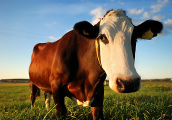 Image showing close-up portrait of brown cow