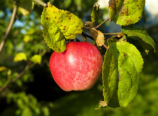 Image showing red apple