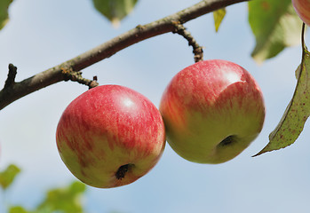 Image showing Pair of apples on tree outdoors