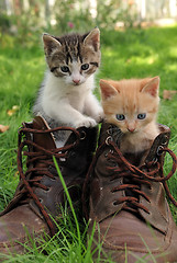 Image showing pair of kittens in high shoes outdoor