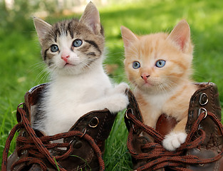 Image showing kitten in boots