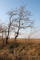 Image showing Tree