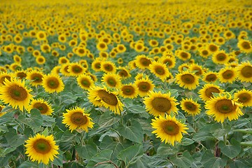 Image showing Sunflowers
