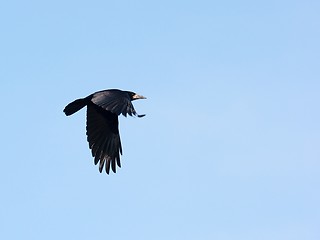 Image showing Crow