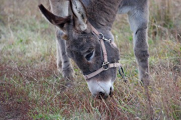 Image showing Donkey