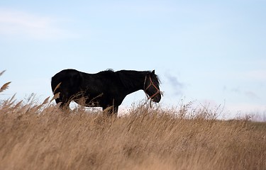 Image showing Horse