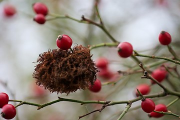 Image showing Rosehip