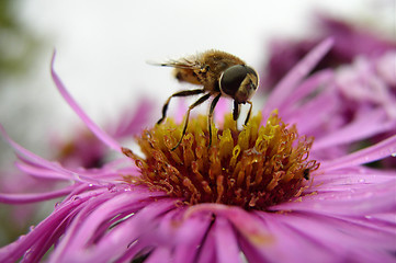 Image showing An Insect on a Flower