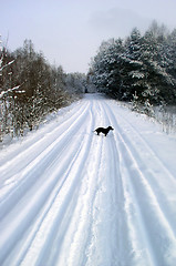 Image showing Winter Scene