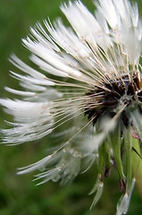 Image showing Dandelion