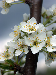 Image showing Blossoms