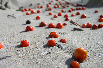 Image showing Berries on Sand