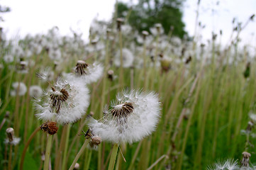 Image showing Dandelions Field