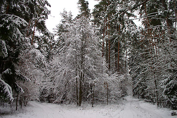 Image showing Winter Scene