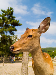 Image showing Deer in Nara Park, Japan