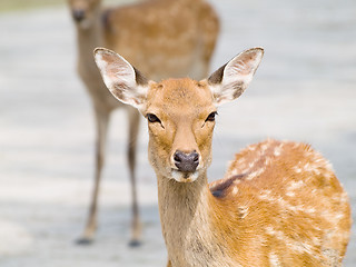 Image showing Deer in Nara Park, Japan