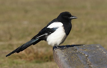 Image showing Magpie