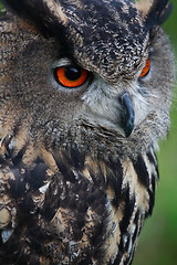 Image showing Owl
