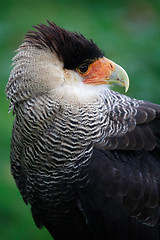 Image showing bird