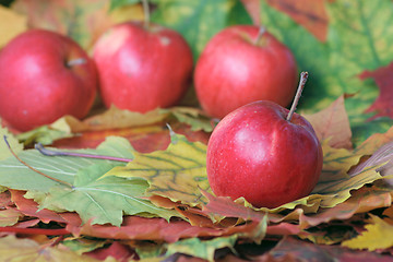 Image showing Autumn apple crop