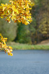 Image showing Oak autumn leaves against lake