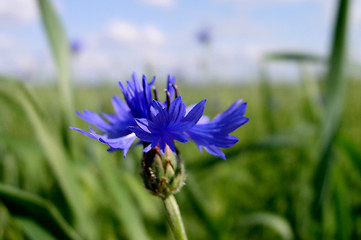 Image showing Cornflower