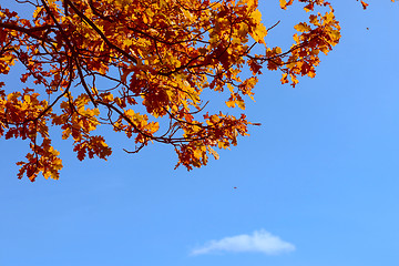 Image showing Autumn oak leaves against the dark blue sky